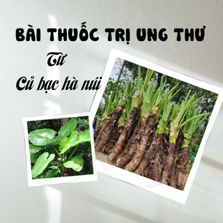 Củ giống Cây Bạc Hà Núi ( Combo 5củ tặng 1 củ)