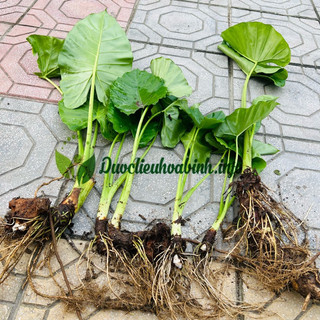 Củ giống Cây Bạc Hà Núi ( Combo 5củ tặng 1 củ)