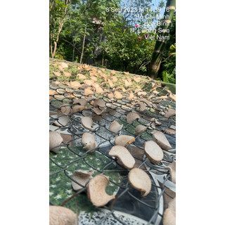 Củ giống Cây Bạc Hà Núi ( Combo 5củ tặng 1 củ)
