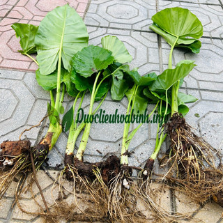 Củ giống Cây Bạc Hà Núi ( Combo 5củ tặng 1 củ)
