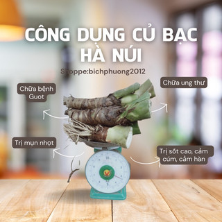 Củ giống Cây Bạc Hà Núi ( Combo 5củ tặng 1 củ)