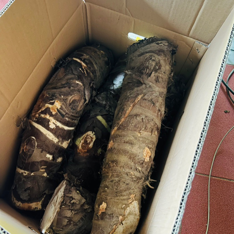 Củ Bạc Hà Núi lâu năm 5kg