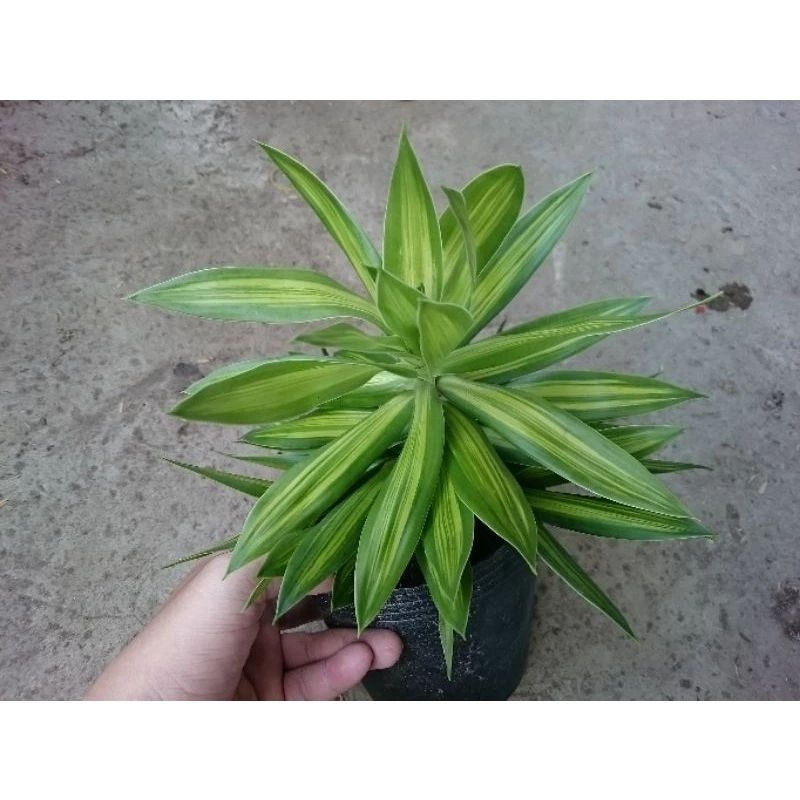 Cây Trúc Bách Hợp