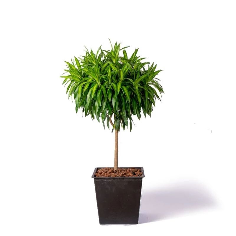 Cây Trúc Bách Hợp