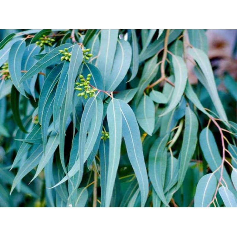 1kg Lá Bạch Đàn Tươi ( Lá Khuynh Diệp) Thảo Dược Quý