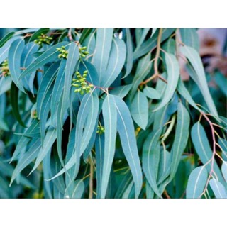 1kg Lá Bạch Đàn Tươi ( Lá Khuynh Diệp) Thảo Dược Quý