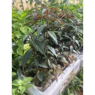Bầu cây bọ mắm/ thu.ố.c dòi thân tím