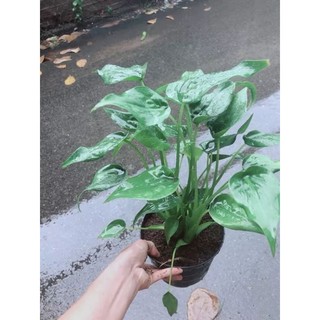 Cây môn tai phật, cây đuổi muỗi, lọc không khí