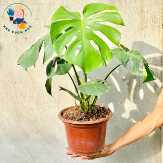 Cây trầu bà lá xẻ Nam Mỹ cao 70-80cm - Cây cảnh trong nhà trang trí phòng khách, ban công