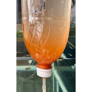Nắp bình ấp trứng Artemia