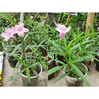 Cây giống chiều hồng