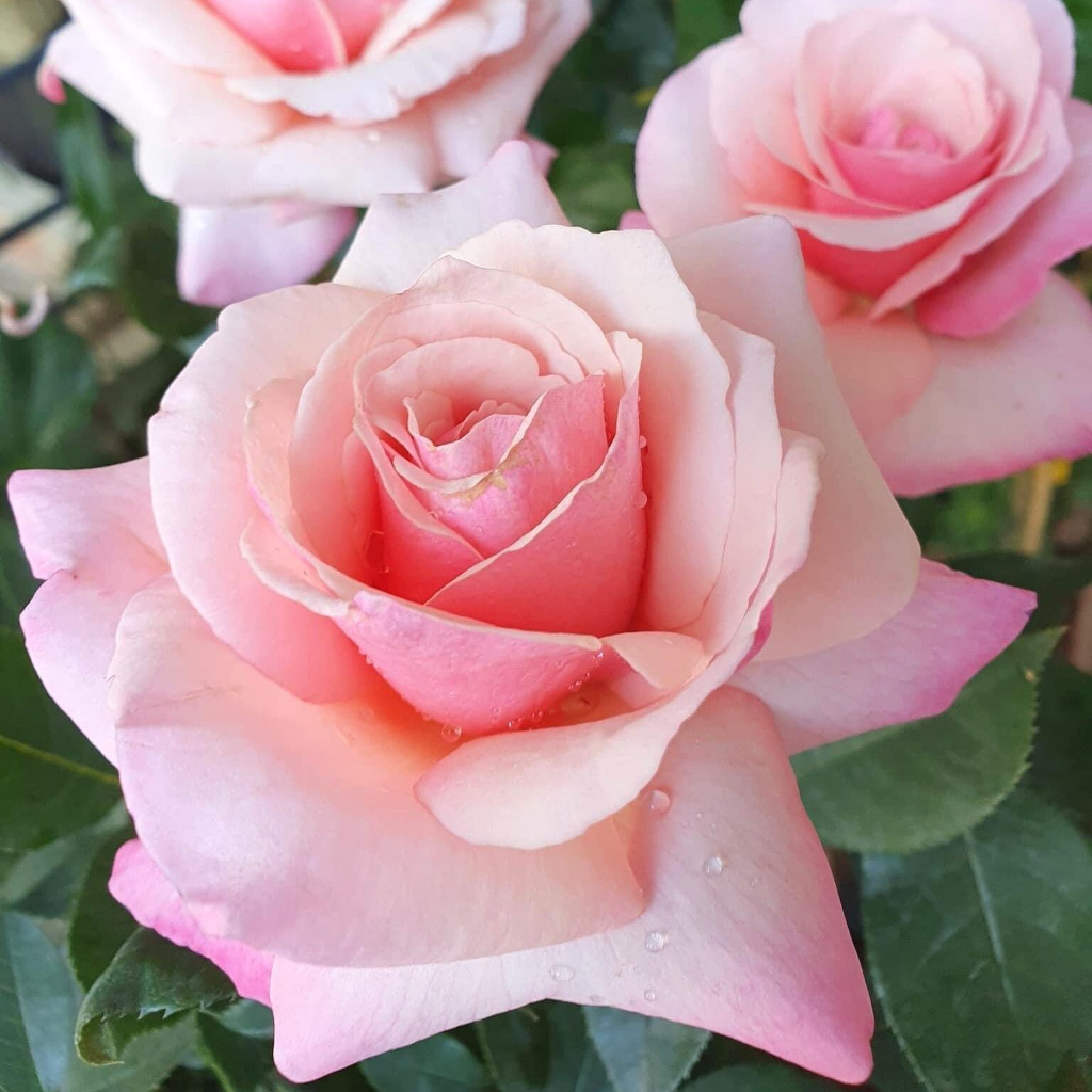 Hoa hồng Our Lady of Guadalupe Rose - hồng bụi, hoa chùm
