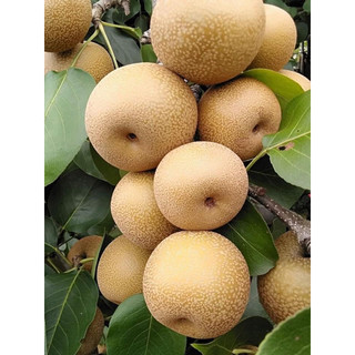 Cây giống lê nâu , mắc cọp chuẩn giống