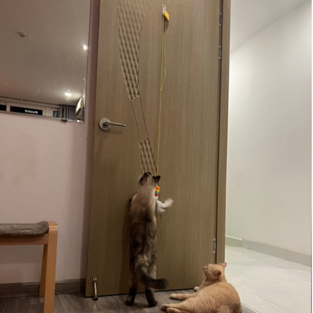 Cần câu mèo dán tường