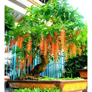 Bầu cây giống hoa lộc vừng đỏ cao trên 1m