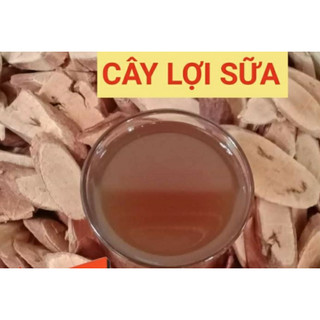 Cây gọi sữa 1KG cây lợi sữa hàng loại 1, giúp tăng sữa, sữa đặc, sữa thơm mát