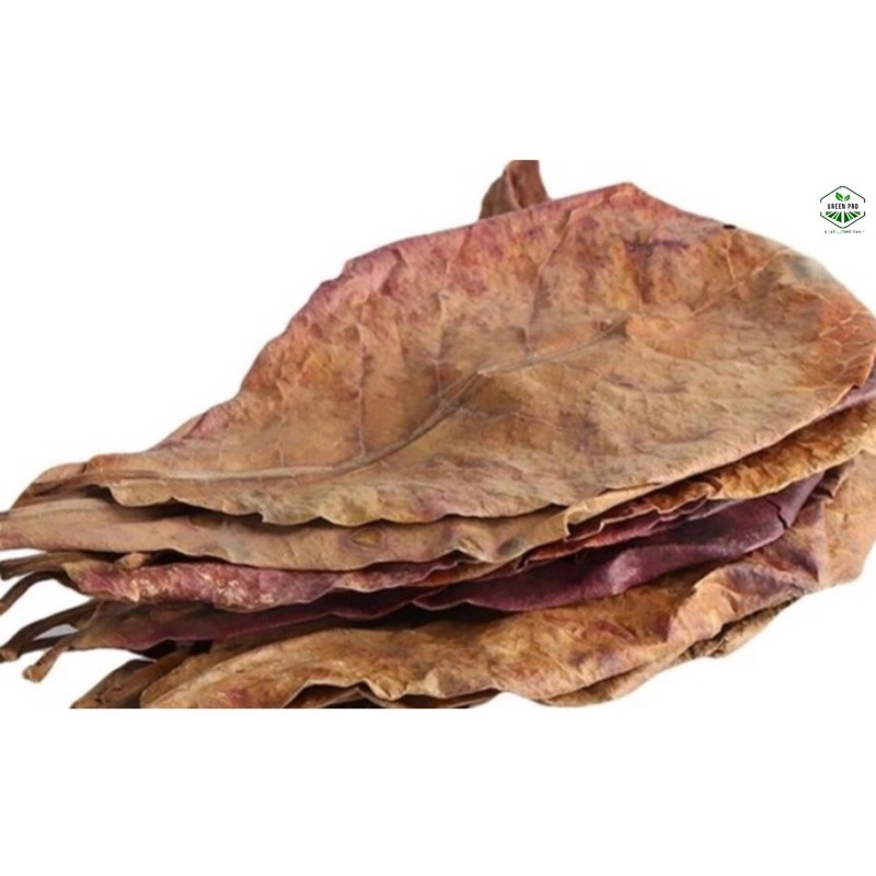 LÁ BÀNG KHÔ / TƯƠI