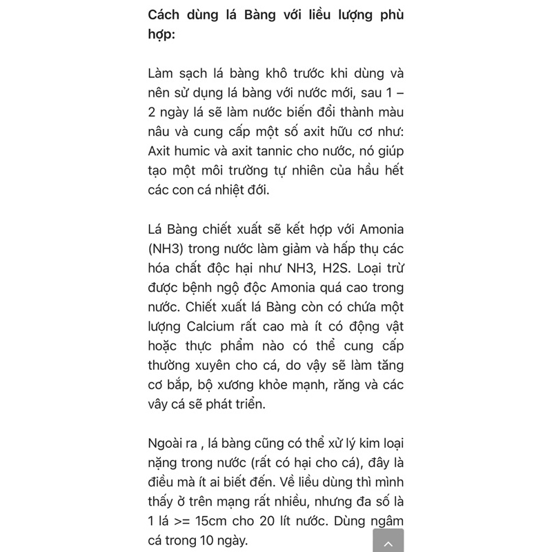 LÁ BÀNG KHÔ / TƯƠI