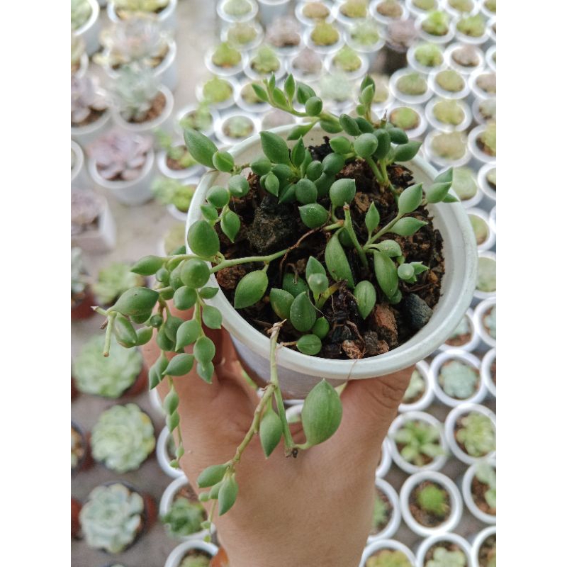 SEN ĐÁ GIỌT NƯỚC TRÒN SIZE BẦU