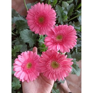 Cúc đồng t.iền hồng nhụy xanh