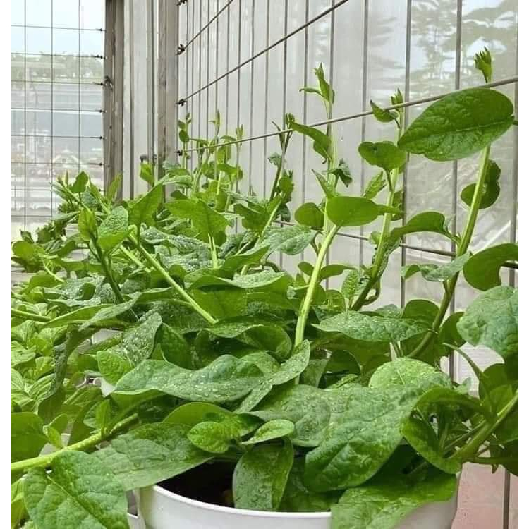 Hạt giống rau mồng tơi xanh