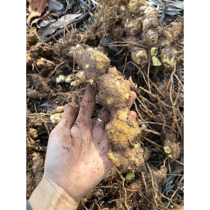 1 kg củ gừng gió ( ngải xanh, gừng rừng)