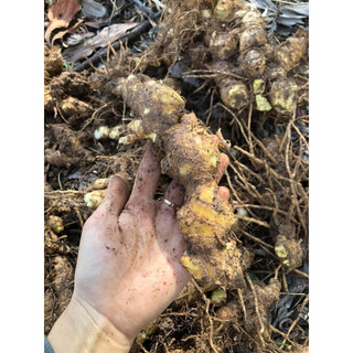 1 kg củ gừng gió