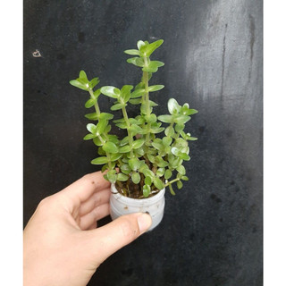 10 ngọn cây thủy sinh lệ nhi- cây thủy sinh dễ trồng dễ chăm sóc