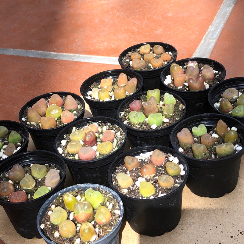 Chậu conophytum maughani 7 cây size chậu 5cm