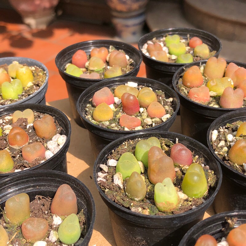 Chậu conophytum maughani 7 cây size chậu 5cm