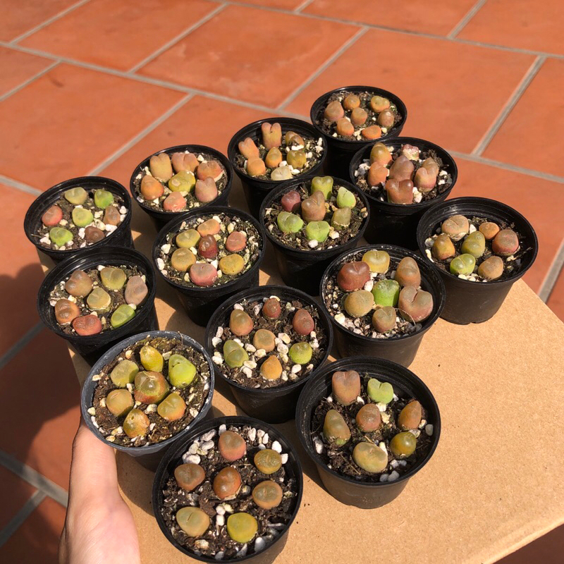 Chậu conophytum maughani 7 cây size chậu 5cm