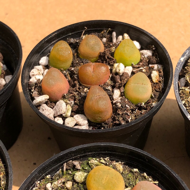 Chậu conophytum maughani 7 cây size chậu 5cm