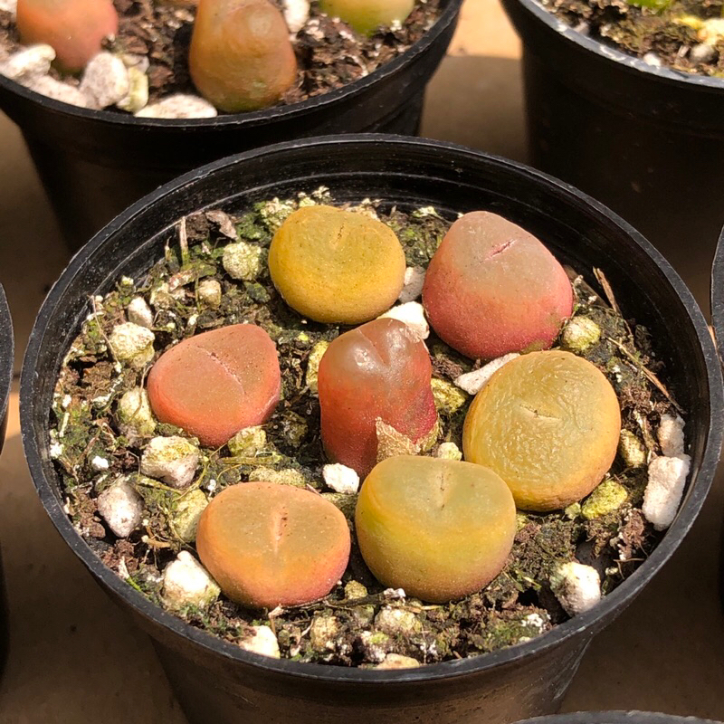 Chậu conophytum maughani 7 cây size chậu 5cm