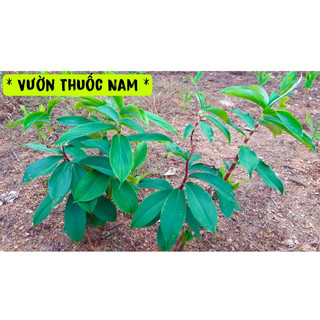 Bầu cây giống mía dò ,cây cát lòi giống làm giống