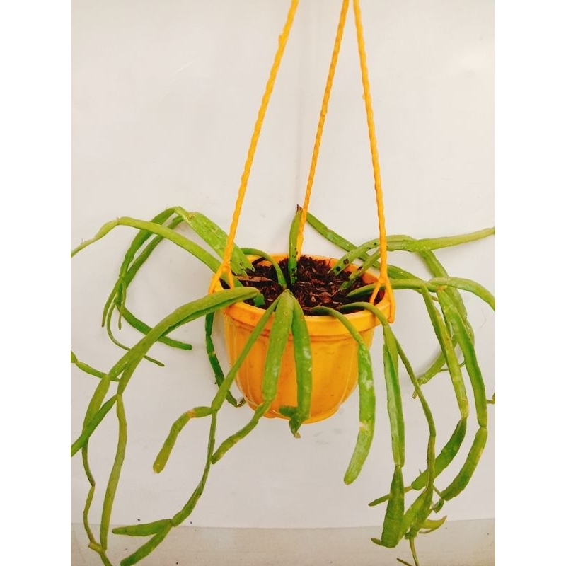 Cây quỳnh thái và Quỳnh mini