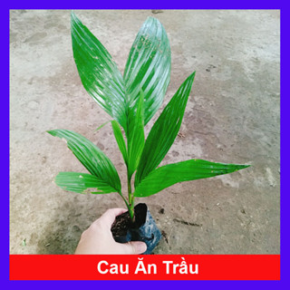 Cây Cau Ăn Trầu - cau lùn tứ quý (Ảnh thật, cây cao 30-40cm)