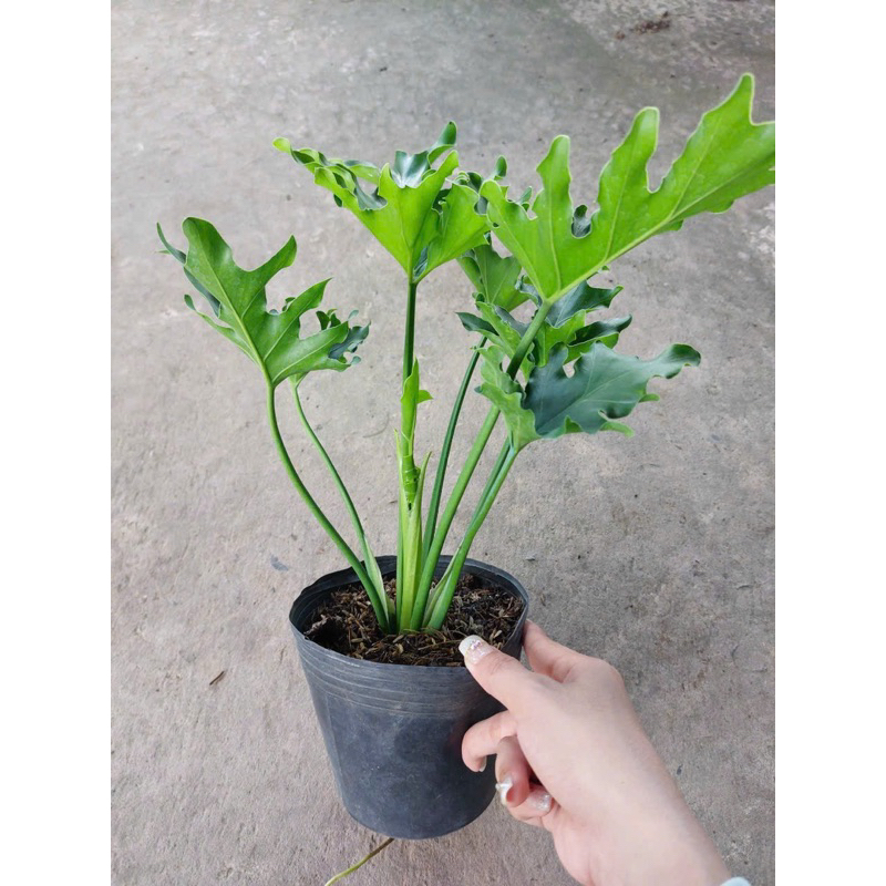 Cây trầu bà thanh xuân