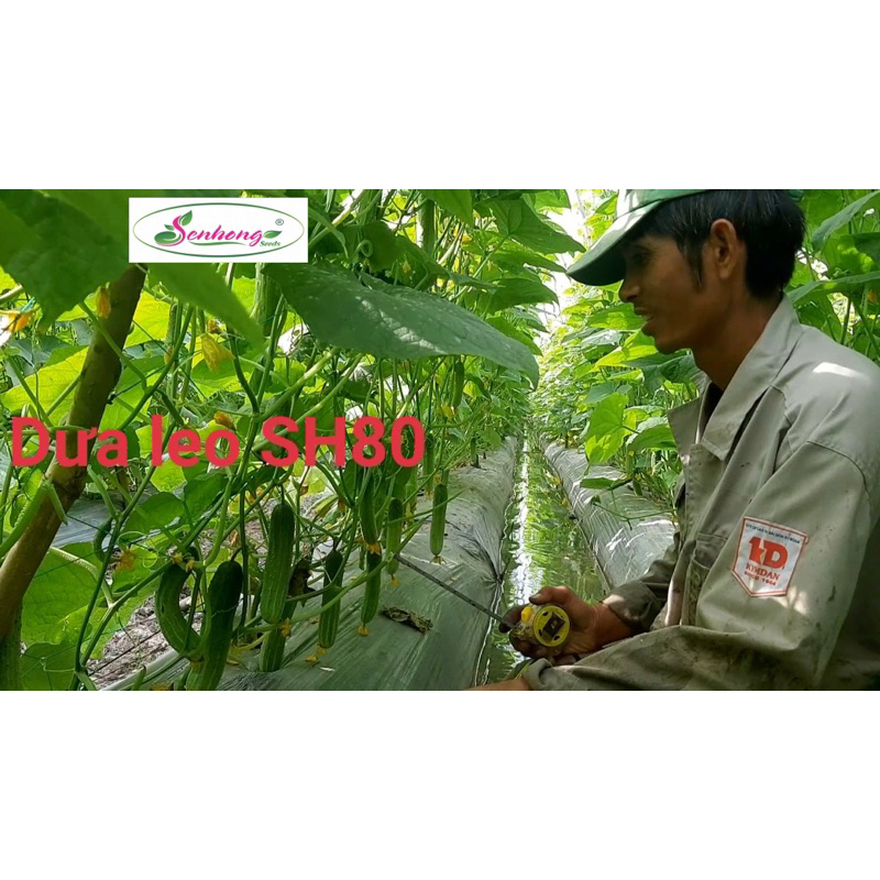 Hạt Giống Dưa Leo Sen Hồng Lai F1 SH80