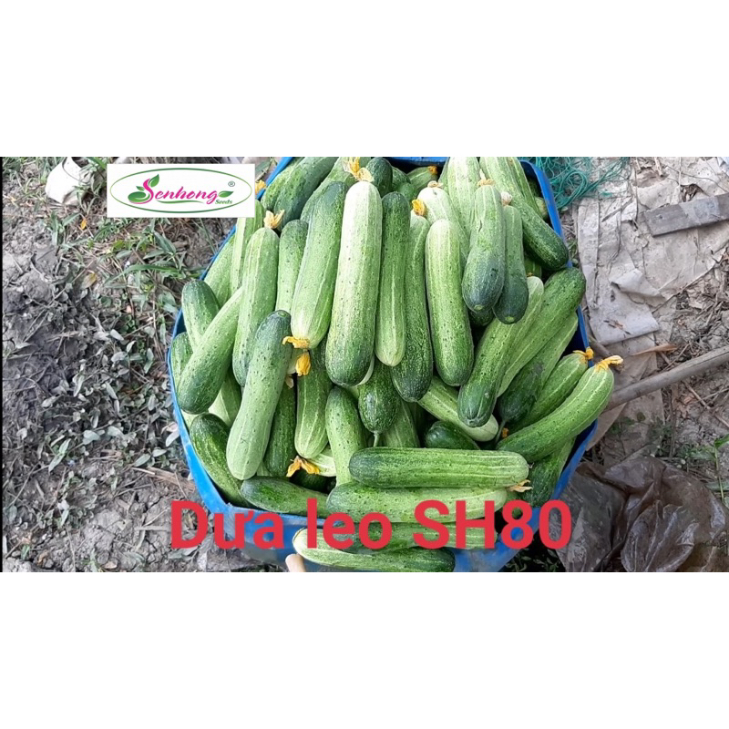 Hạt Giống Dưa Leo Sen Hồng Lai F1 SH80