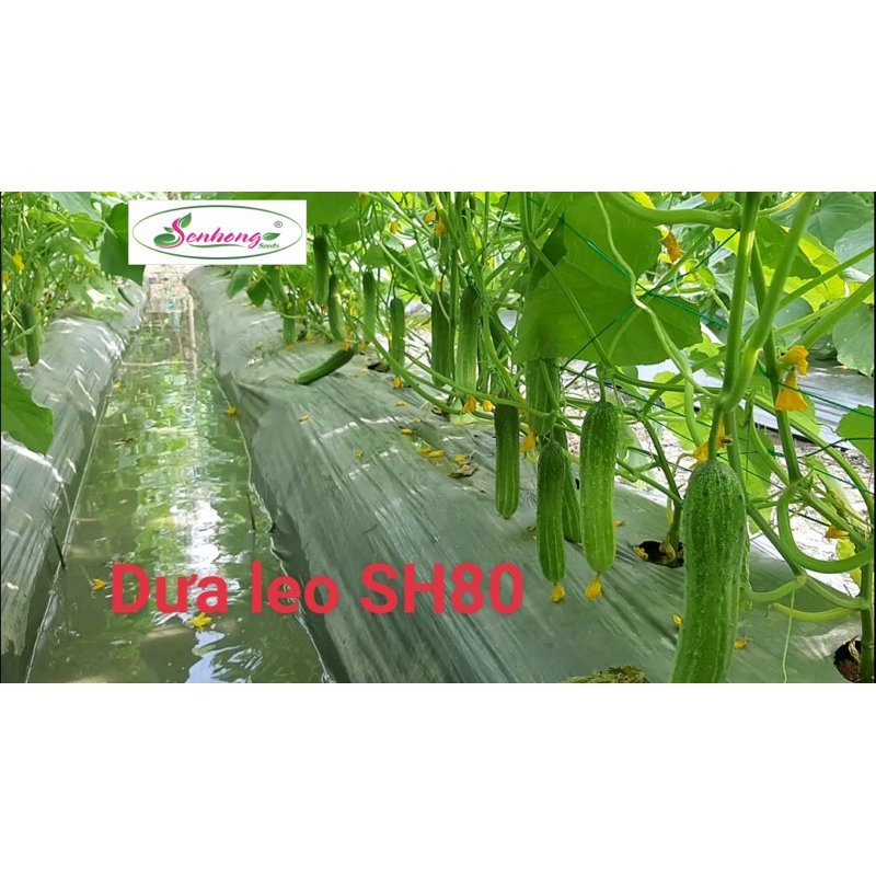 Hạt Giống Dưa Leo Sen Hồng Lai F1 SH80