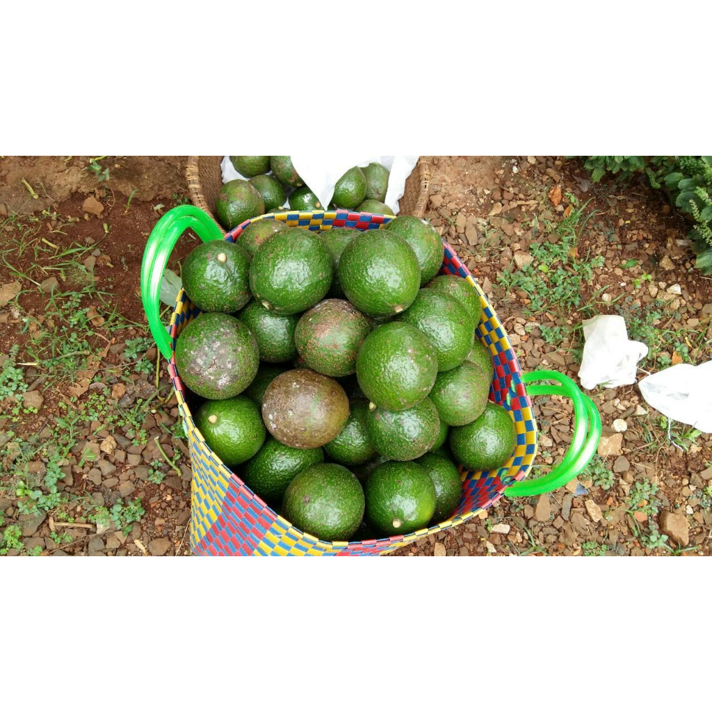 Bơ booth da nám dẻo ngon    -1kg