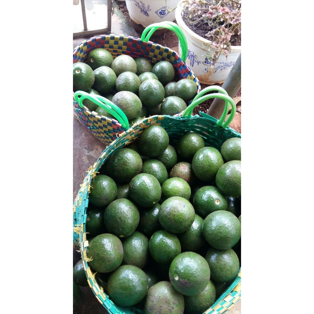Bơ booth da nám dẻo ngon    -1kg