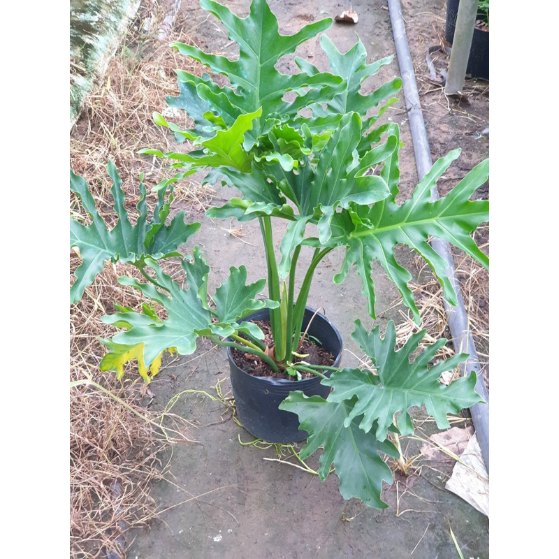 Cây trầu bà thanh xuân