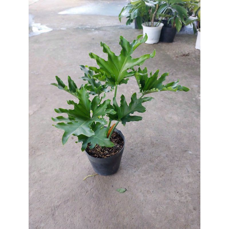 Cây trầu bà thanh xuân