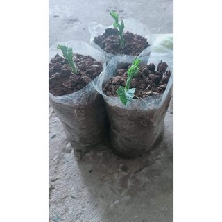 Su su giống 1 trái cây gửi cho khách y hình