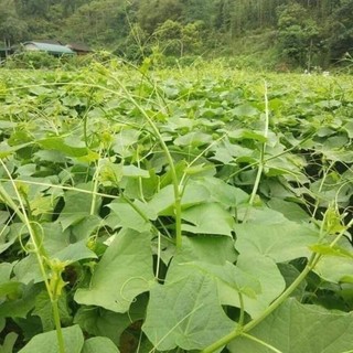 Cây giống su su siêu ngọn gửi cây ý hình
