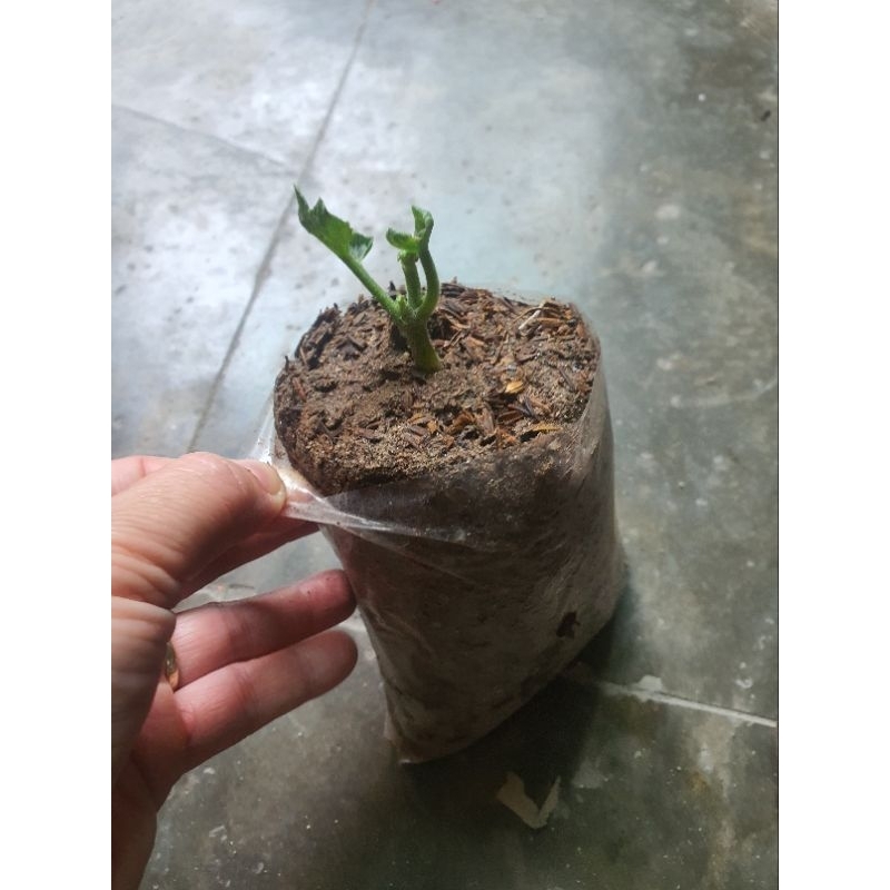 Cây giống su su combo 2 cây