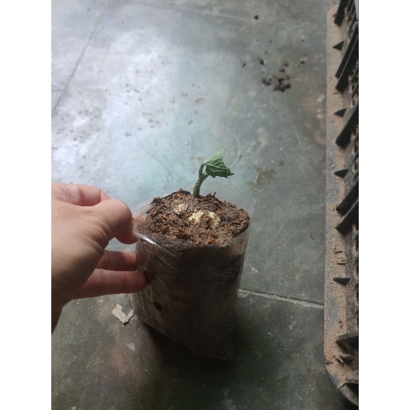 Cây giống su su combo 2 cây