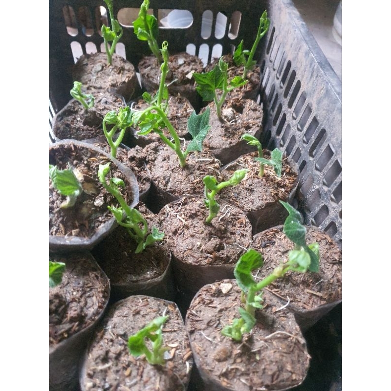 Cây giống su su combo 2 cây