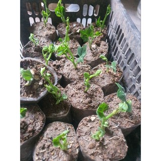 Cây giống su su combo 2 cây